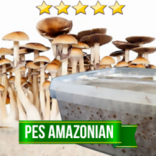 PES Amazonian - 1200cc paddo kweekset